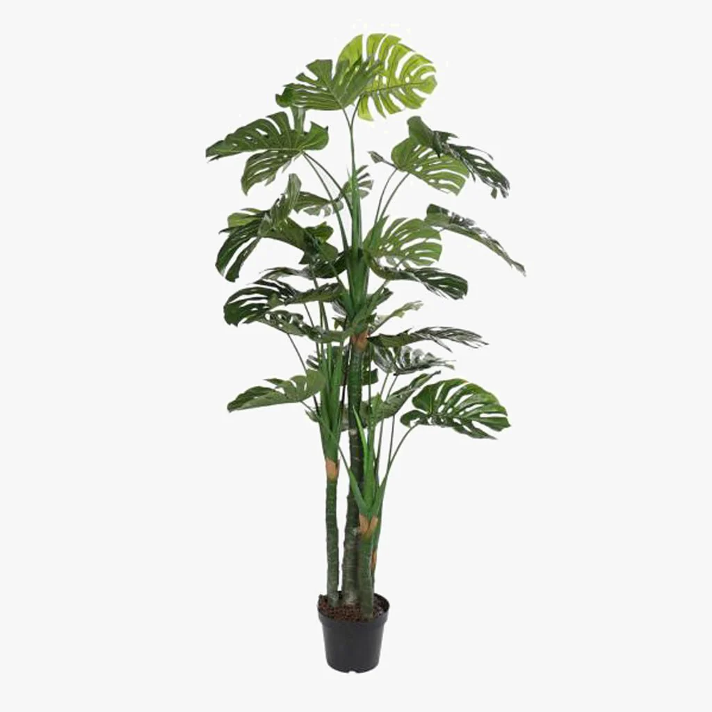 Planta Costela de Adão 200cm EVERLEAF