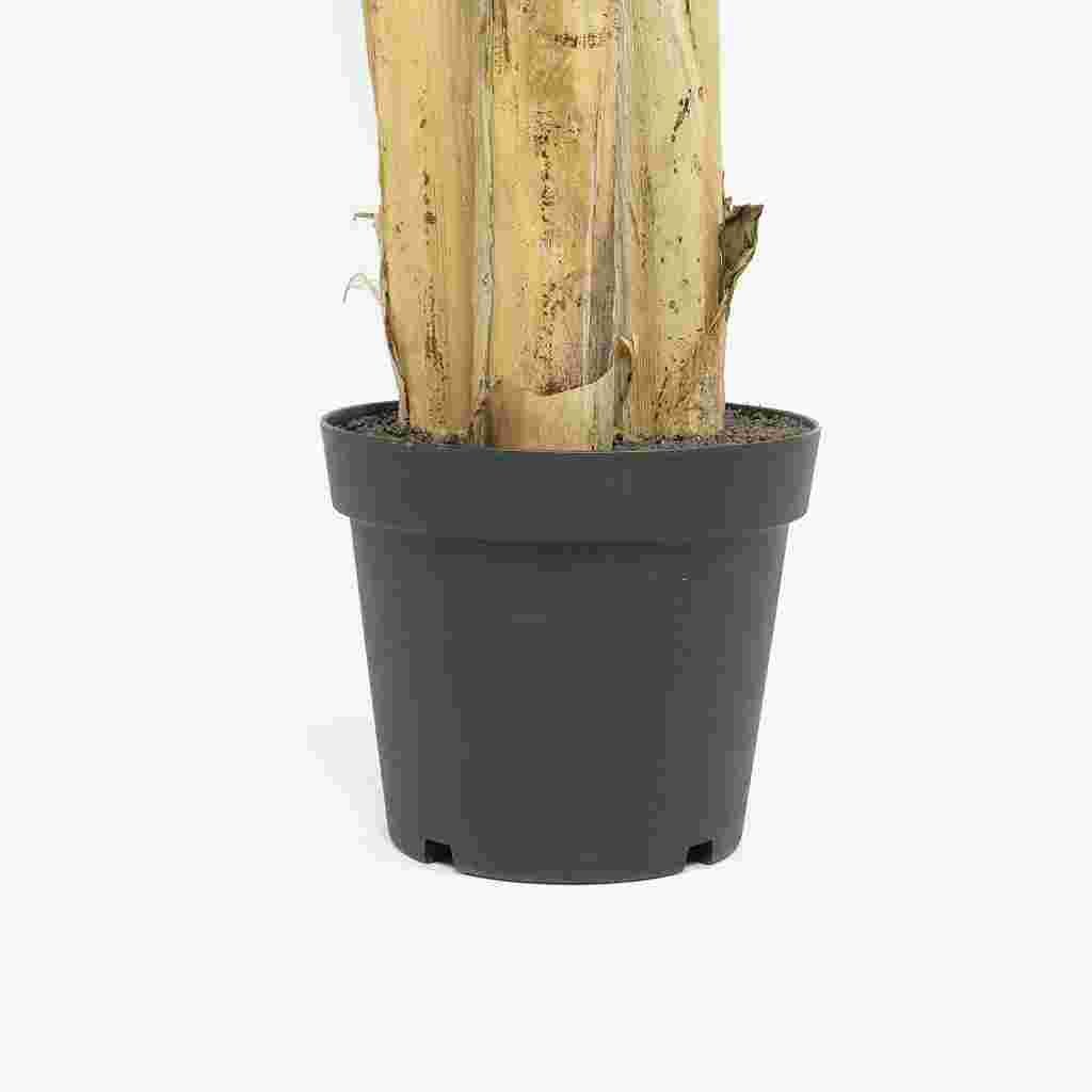 Planta Artificial Bananeira 200cm MUSA - Image 3