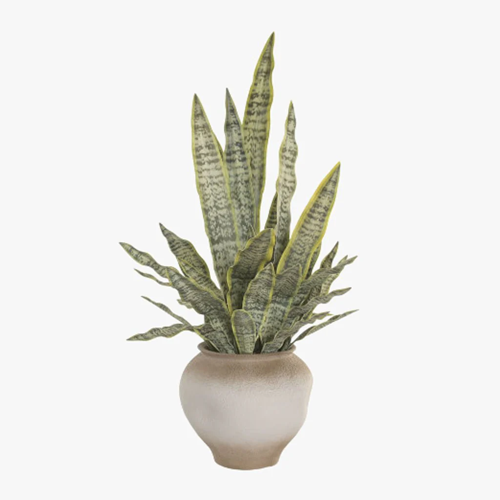 Vaso Sansevieria 60x60x100