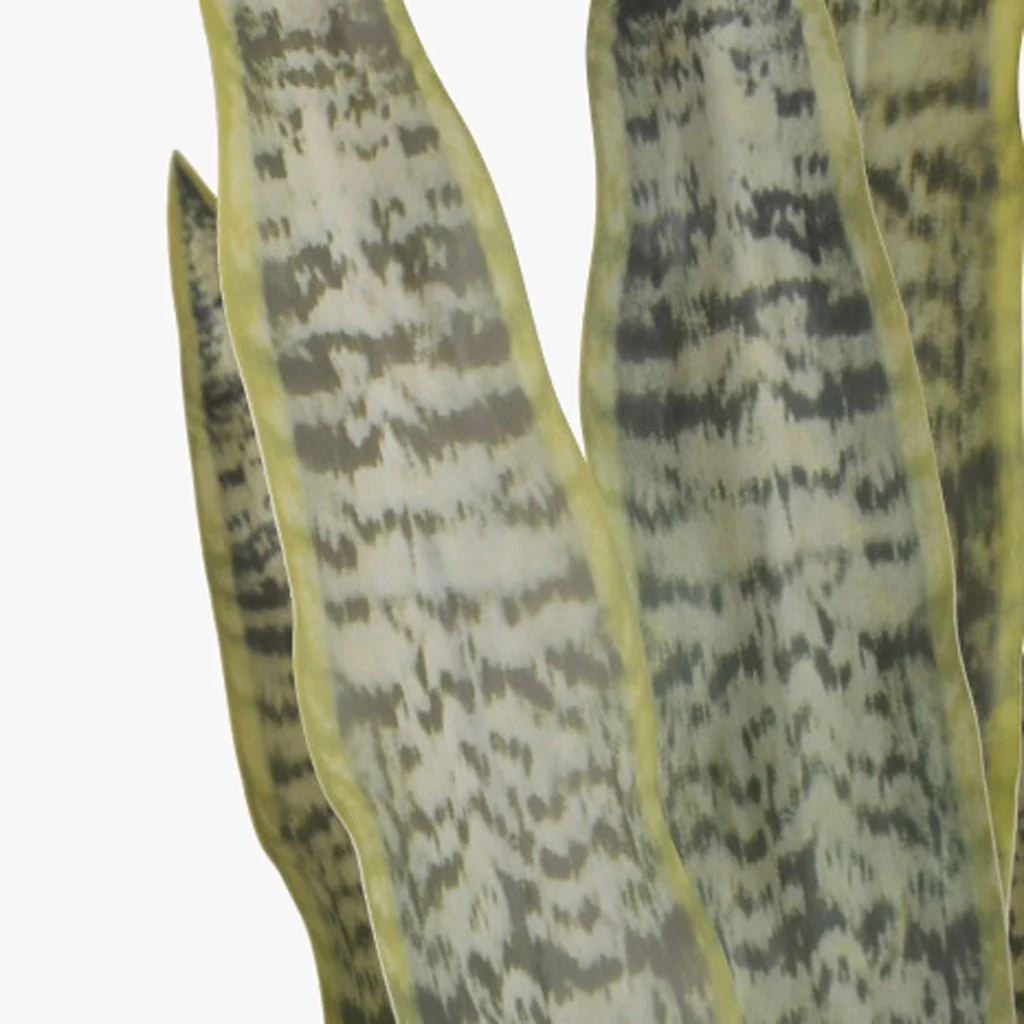 Vaso Sansevieria 60x60x100 - Image 4